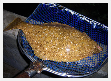 Jeju Flatfish(Flounder) Made in Korea